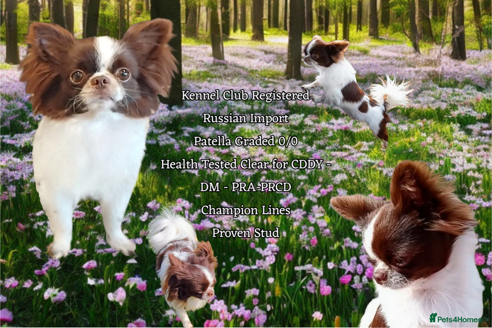 Chihuahua dogs KC reg-Heath Tested-Proven Stud - Advert 24
