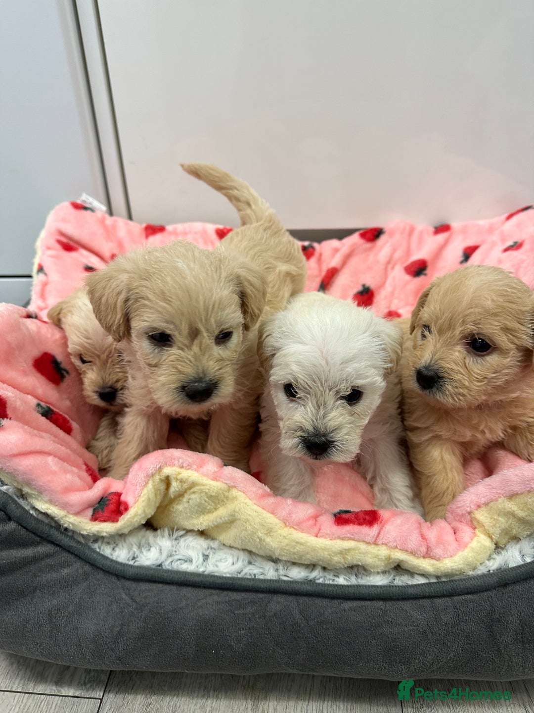 Mixed Breed dogs for sale: Westiepoo puppies - Advert 5