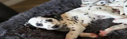Dalmatian dogs for sale: Beautiful KC Reg Dalmatian Puppies in Newport - Advert 20