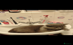 British Shorthair cats for sale: Female British short hair for sale - Image 6