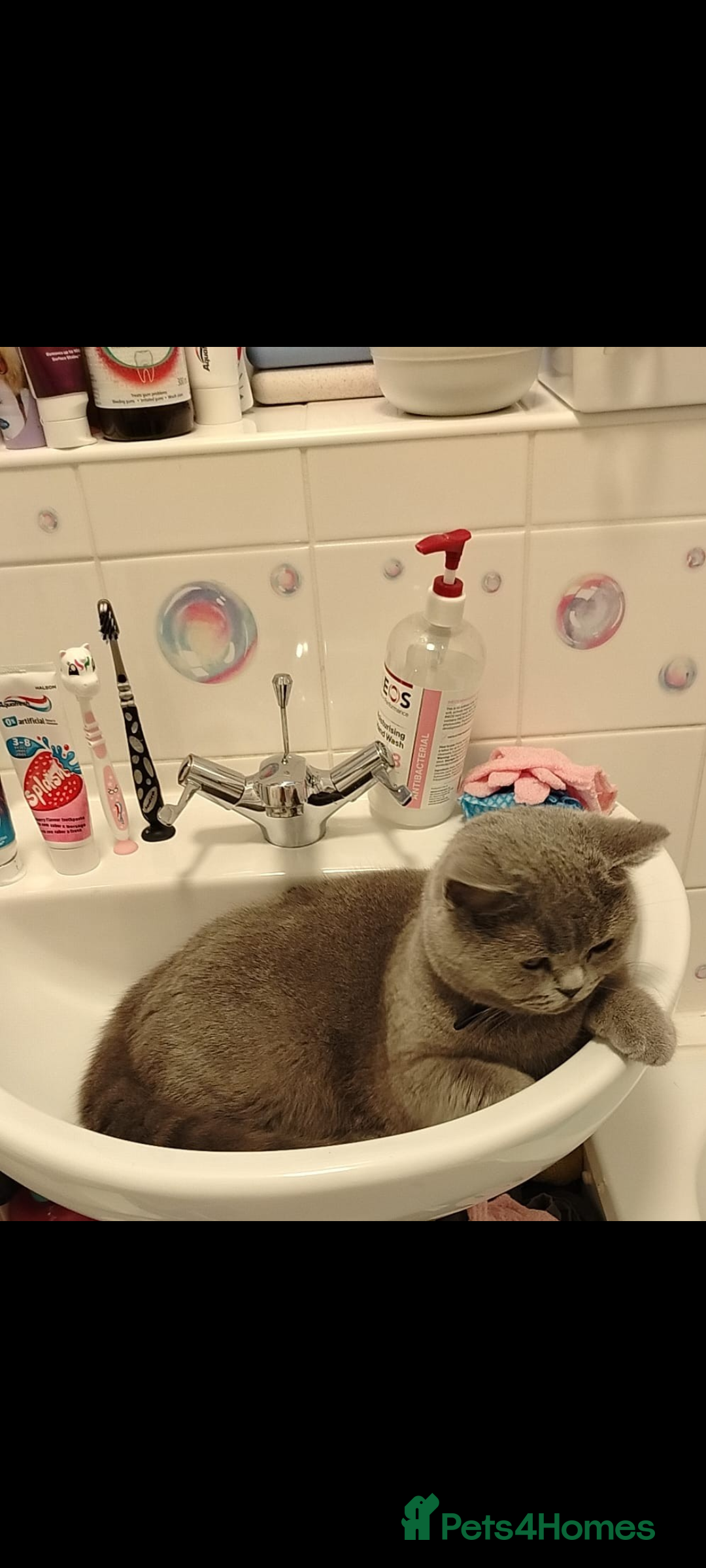 British Shorthair cats for sale: Female British short hair for sale - Image 6