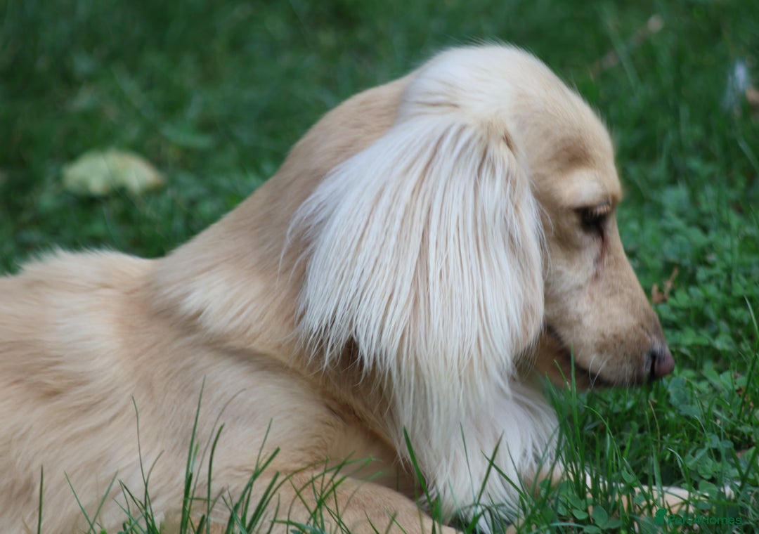 Miniature Dachshund dogs for stud: Long Haired Cream, no dilute, Pra Clear, Kc Regg - Image 16