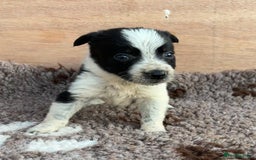 Border Collie dogs for sale: ISDS Registered border collie pups - Image 4