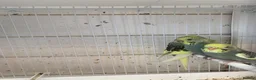 Budgerigars birds for sale: Budgies - Advert 2