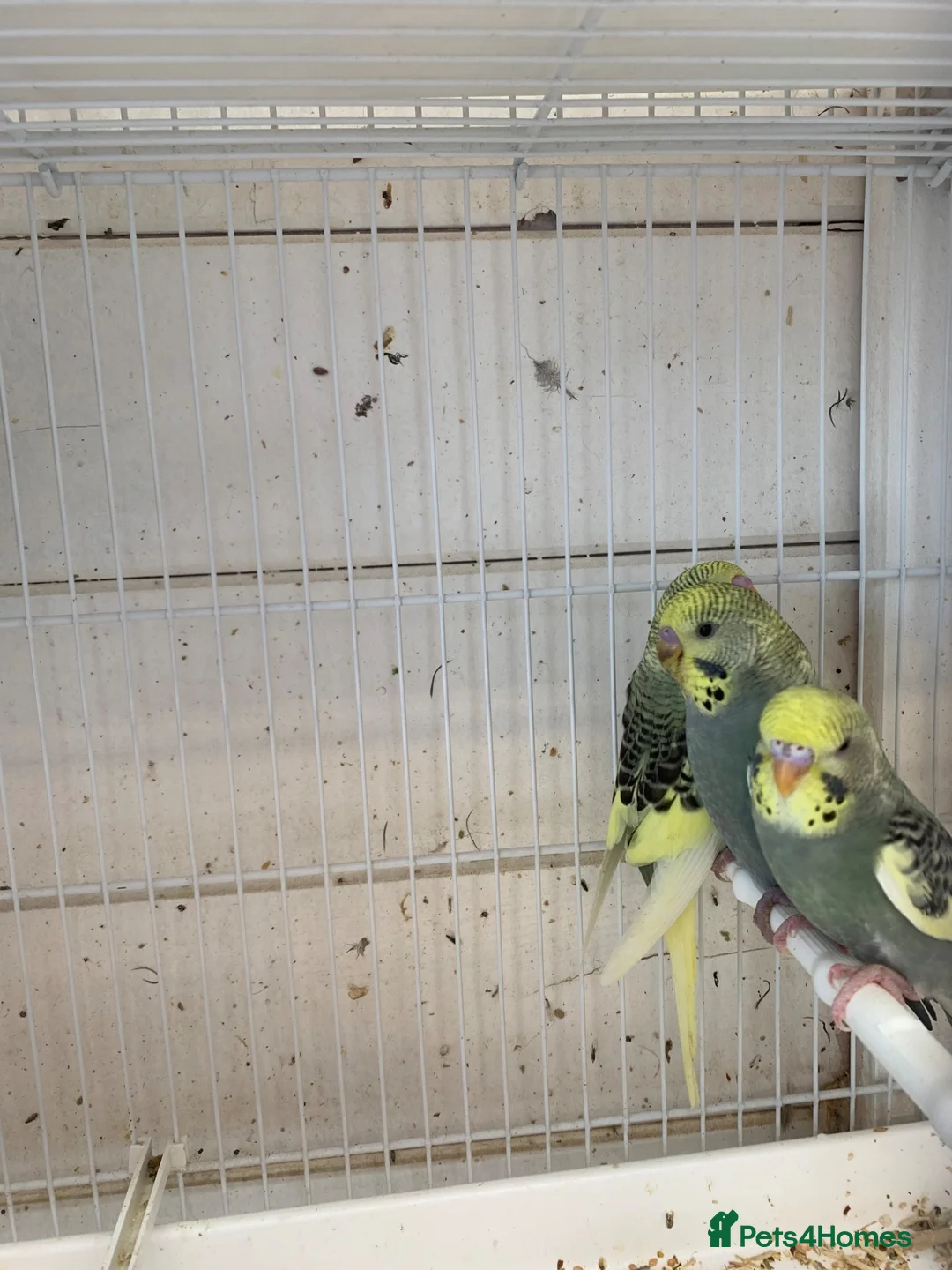 Budgerigars birds for sale: Budgies - Advert 2