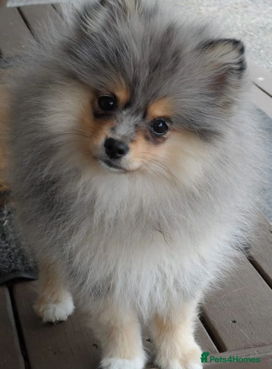 Pomeranian dogs for sale: Girl Pomeranian  in Castleford - Advert 2