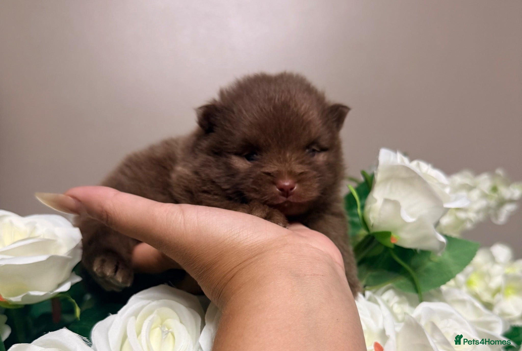 Pomeranian dogs 👑Elite 👑 Rare Colour Teddy Bear Pomeranians   👑 - Advert 15