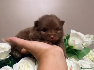 Pomeranian dogs 👑Elite 👑 Rare Colour Teddy Bear Pomeranians 👑 - Advert 15