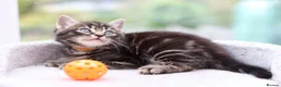 Mixed Breed cats for sale: Tabby Kittens Ready Soon - Advert 13
