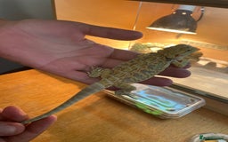 Bearded Dragon reptiles for sale: Bearded dragons  - Image 8