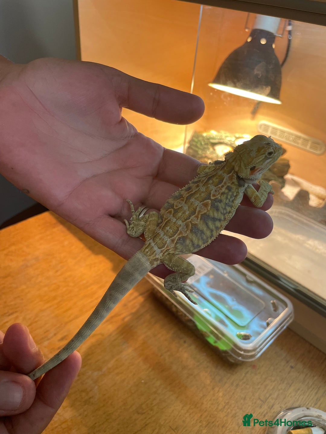 Bearded Dragon reptiles for sale: Bearded dragons  - Image 8