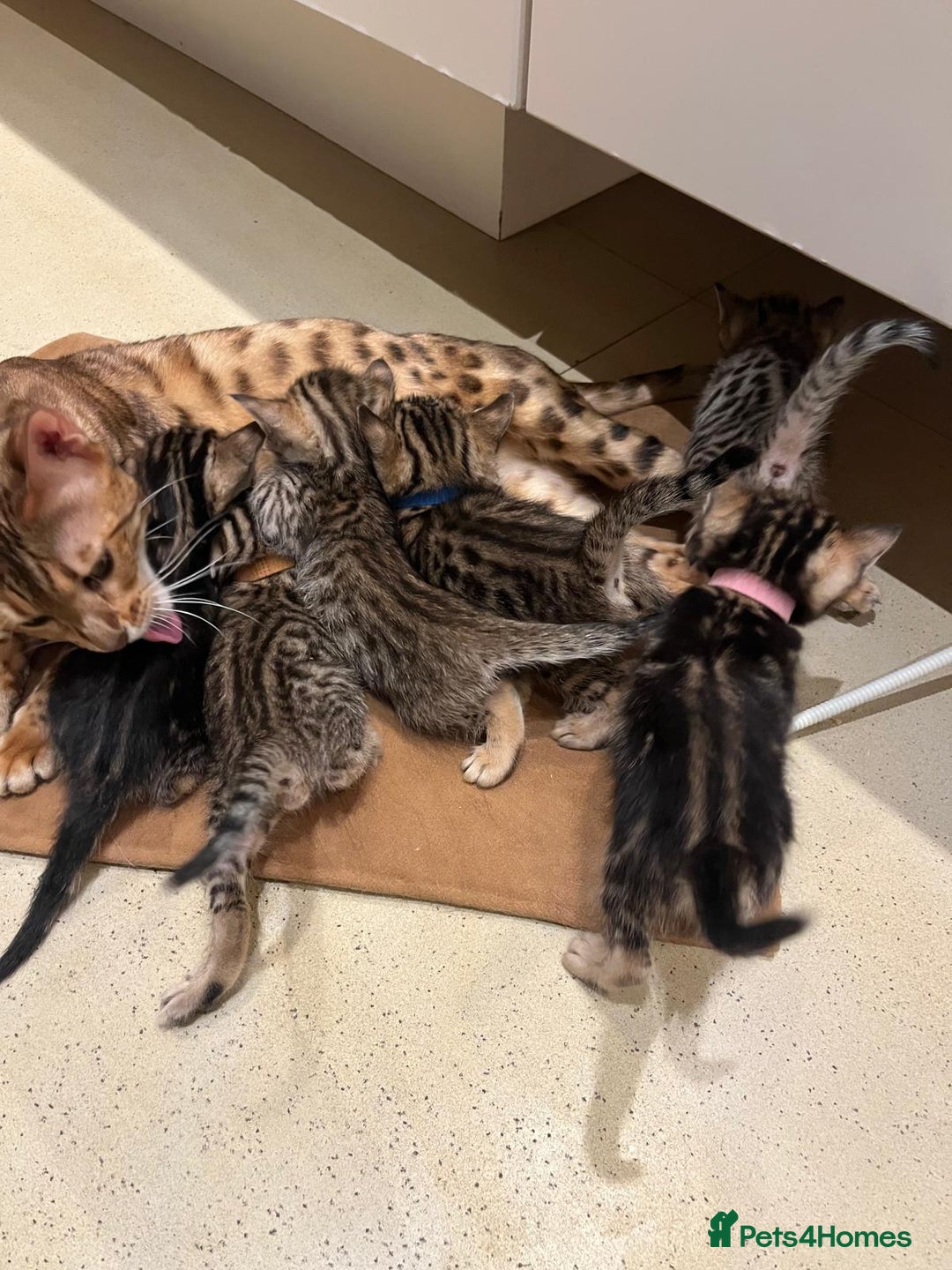 Bengal cats for sale: BEAUTIFUL BENGAL CROSS KITTENS-TWO GIRLS LEFT  - Advert 7