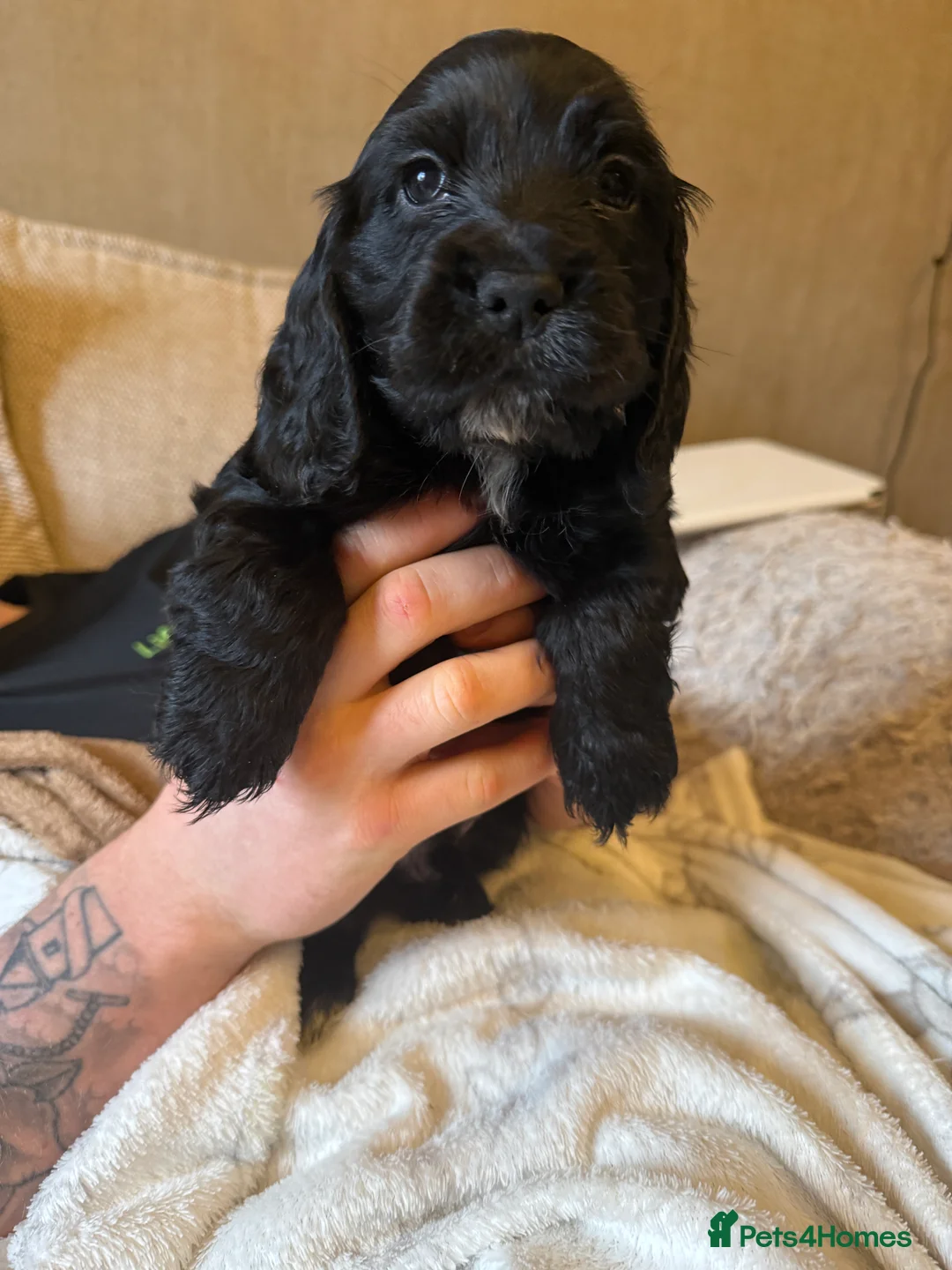 Cocker Spaniel dogs for sale: Pure Bred English Cocker Spaniel  in Liverpool - Advert 2