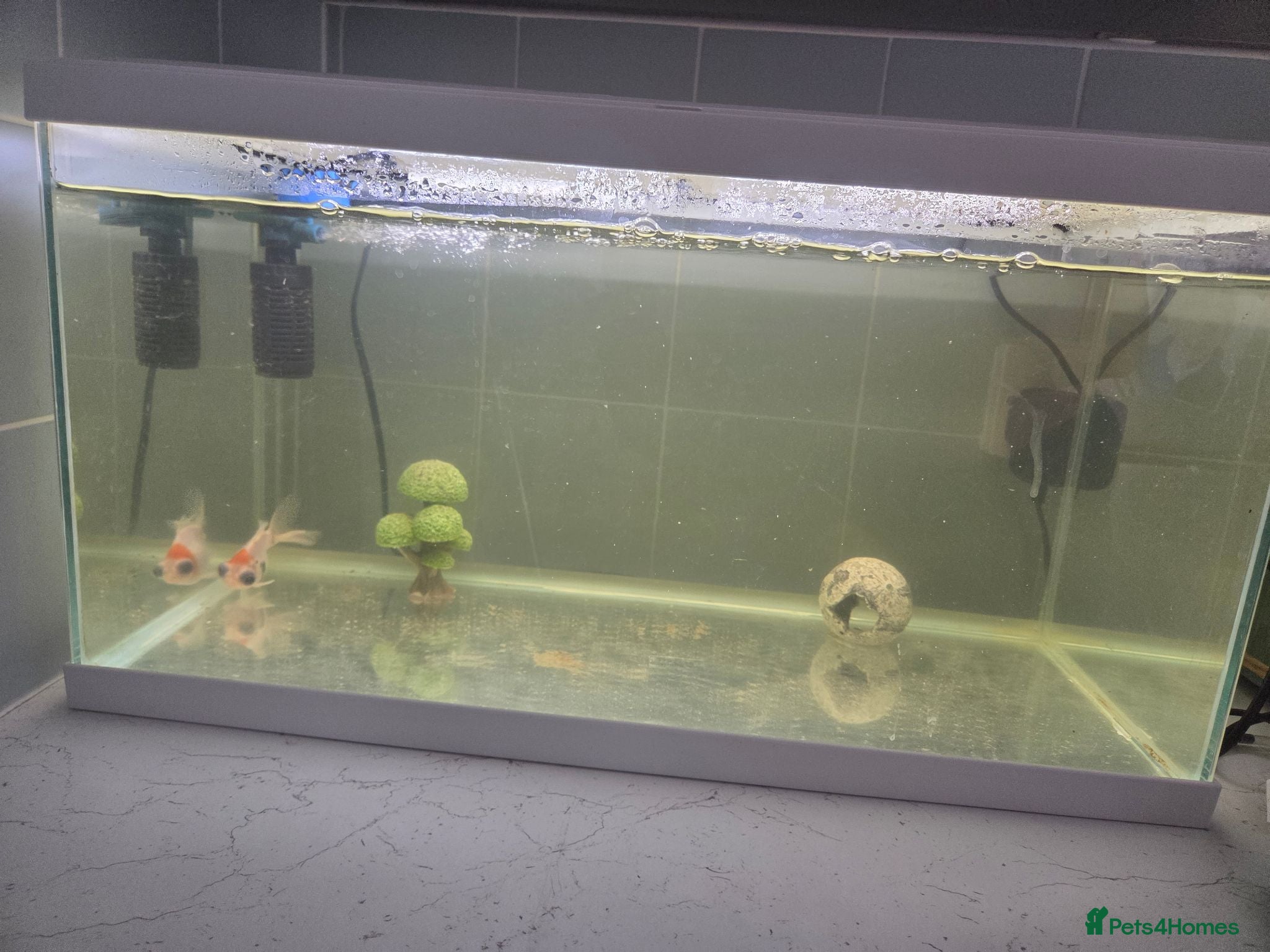 Goldfish fish Fish tank and gold fish  - Advert 1