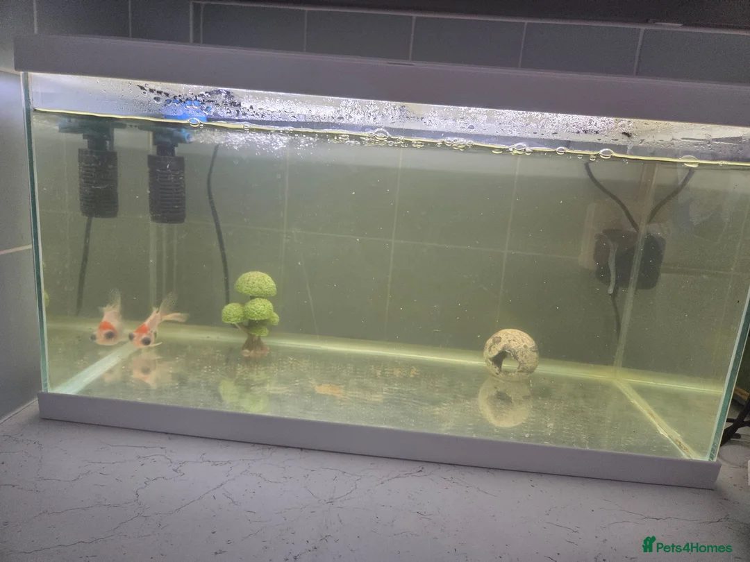 Goldfish fish for sale: Fish tank and gold fish  - Advert 1
