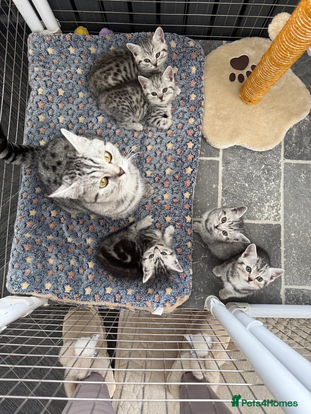 British Shorthair cats for sale: British Shorthair Silver Kittens  - Advert 9