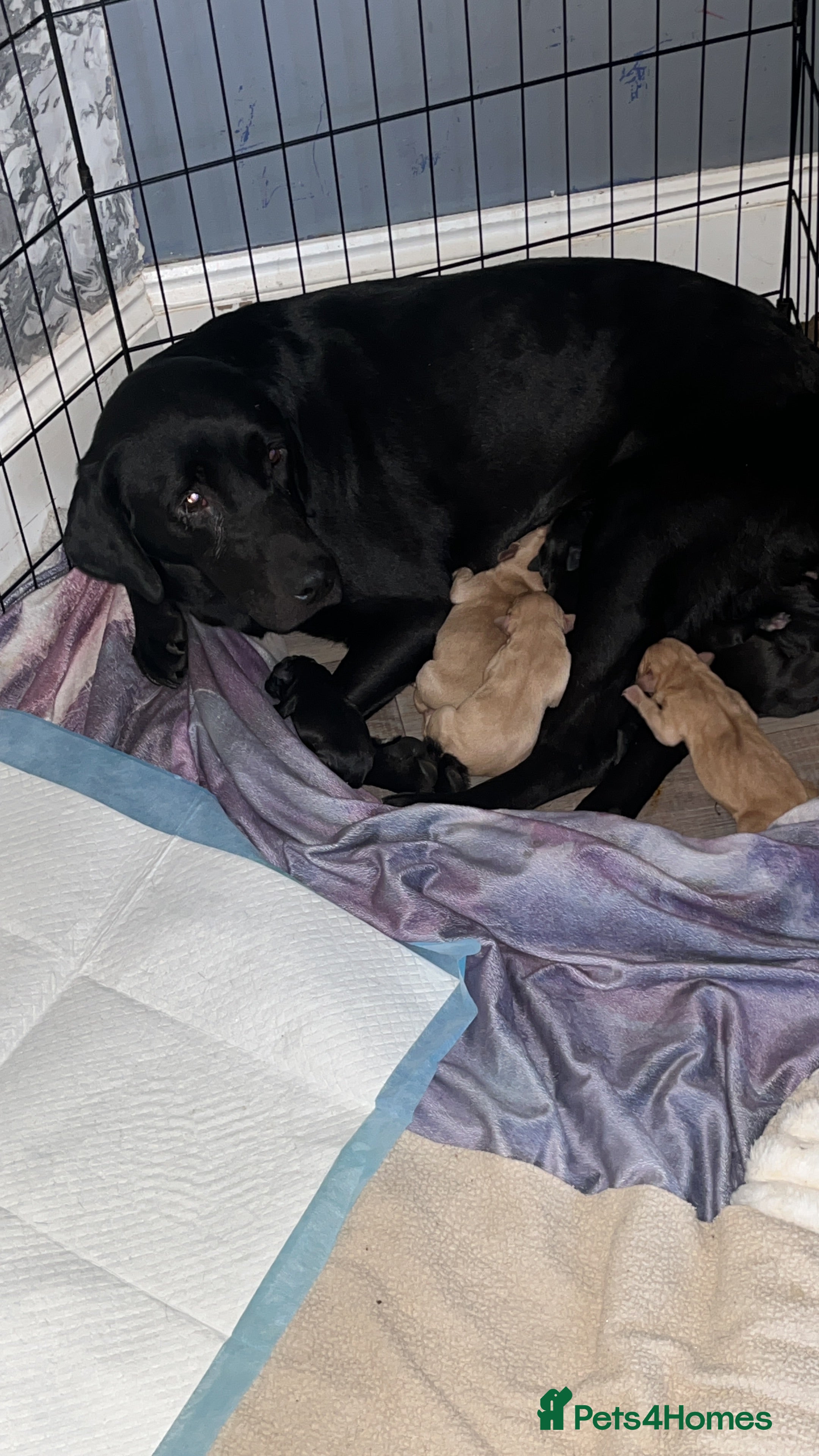Labrador Retriever dogs Labrador puppy’s pups pup puppies puppy  - Advert 1