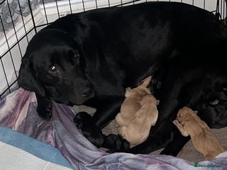 Labrador Retriever dogs Labrador puppy’s pups pup puppies puppy - Advert 1