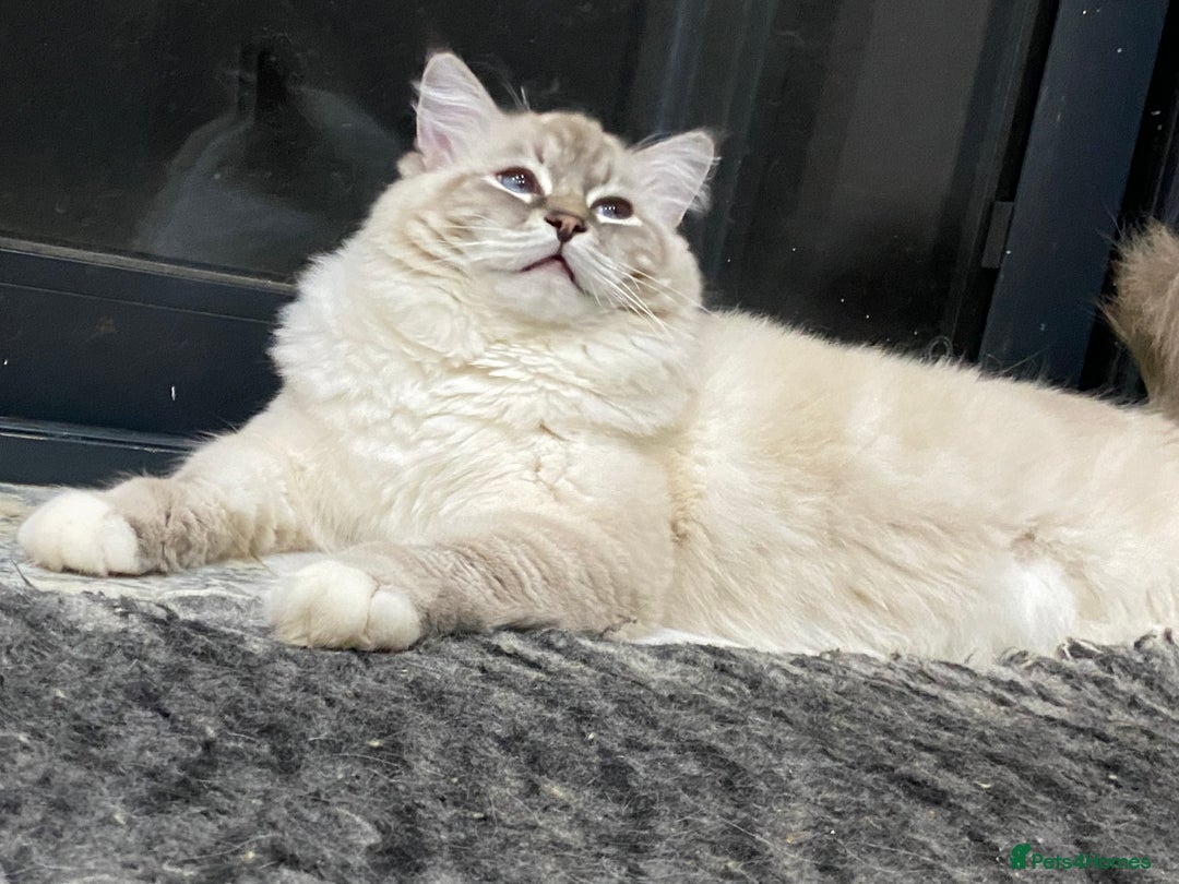 Ragdoll cats for sale: Blue Lynx TICA boy  - Image 5