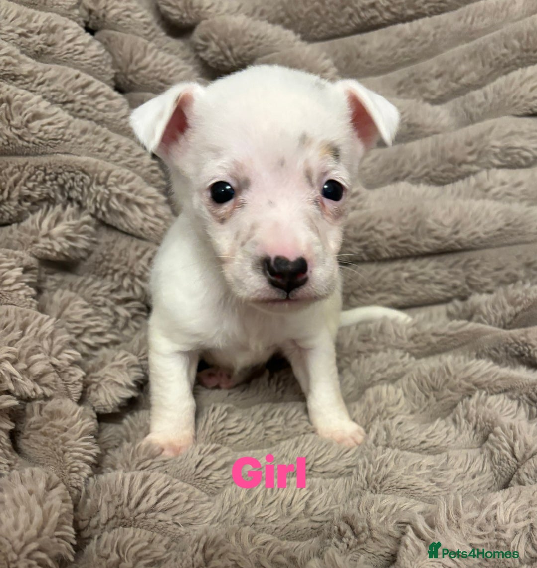 Jack Russell dogs for sale: Beautiful tiny  Russell pups - Advert 5