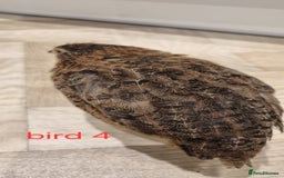 Quail poultry for sale: Coturnix quail three week old (not sexed)  - Image 8