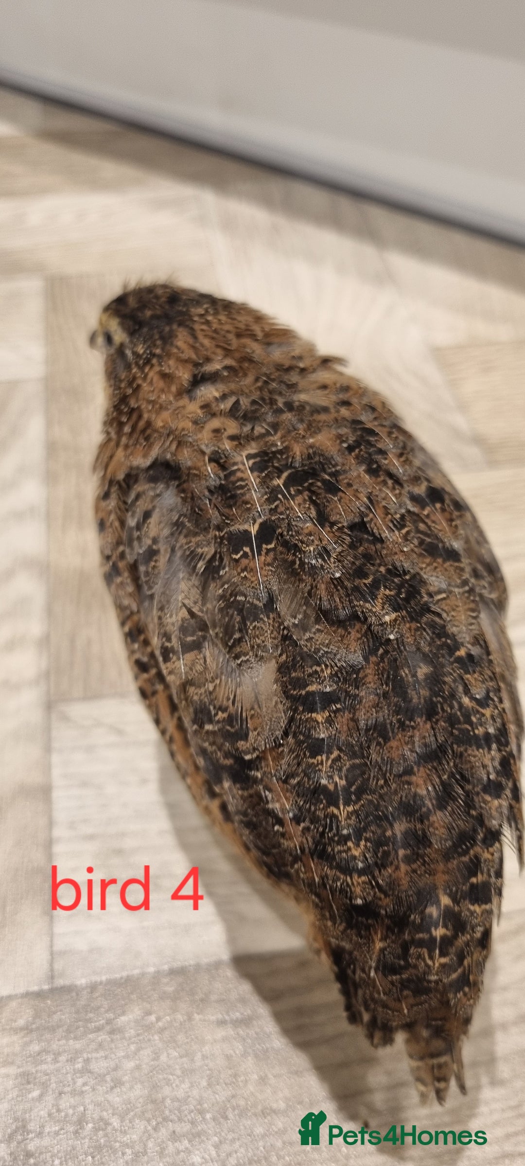Quail poultry for sale: Coturnix quail three week old (not sexed)  - Image 8