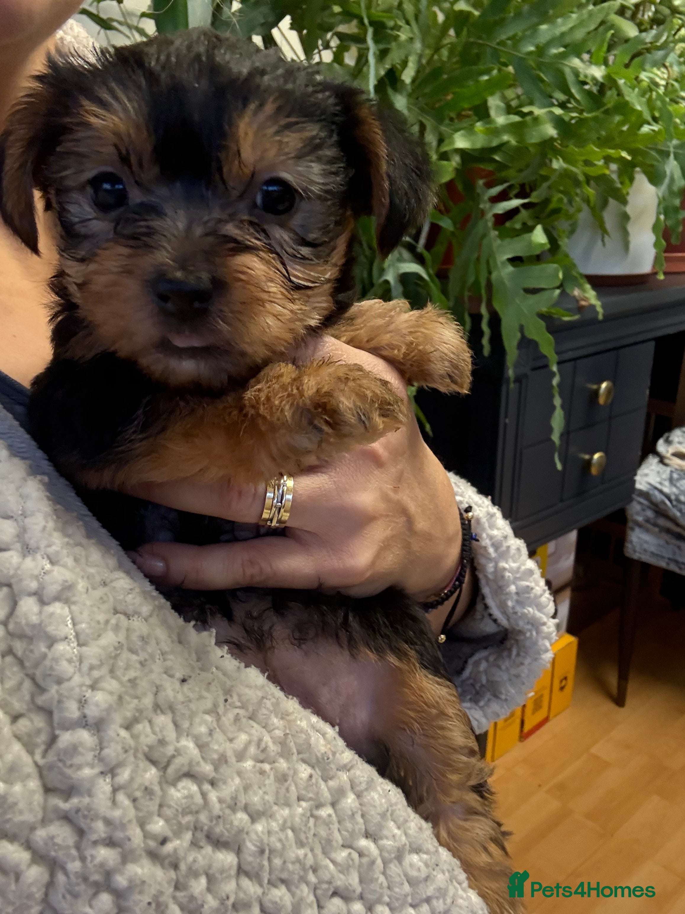 Yorkshire Terrier dogs Yorkshire Terrier  - Advert 6