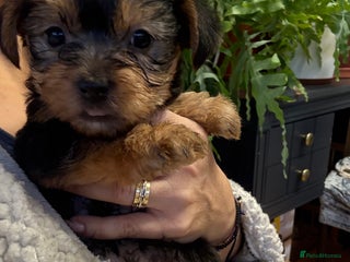 Yorkshire Terrier dogs Yorkshire Terrier - Advert 3