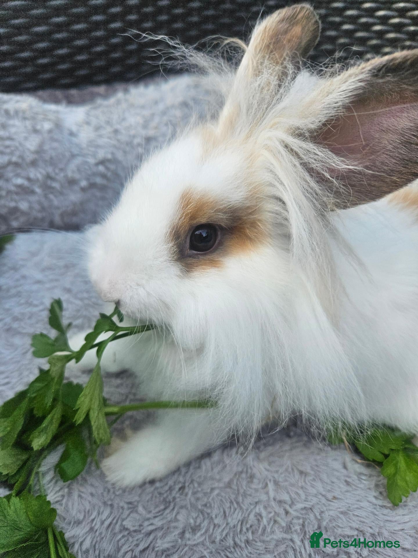 Lionhead rabbits Gorgeous lion lops - Advert 2