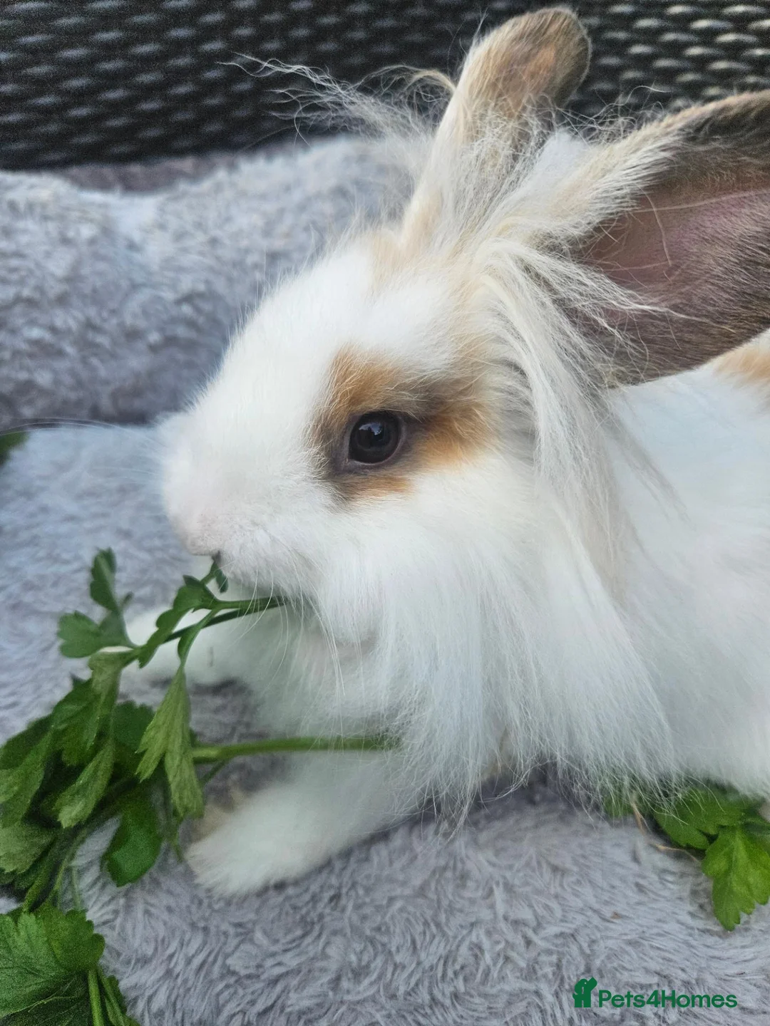 Lionhead rabbits for sale: Gorgeous lion lops - Advert 2