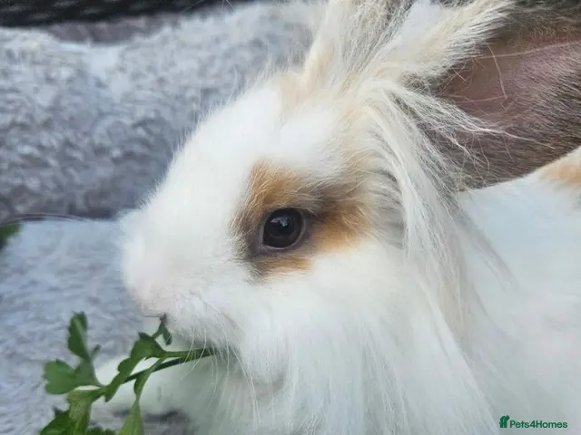 Lionhead rabbits Gorgeous lion lops - Advert 2