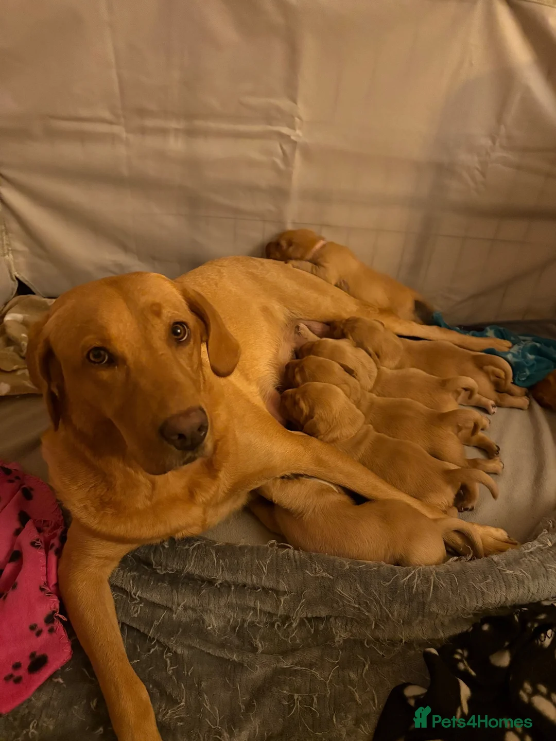 Labrador Retriever dogs for sale: Red Fox Labrador Puppies in Basingstoke - Advert 16