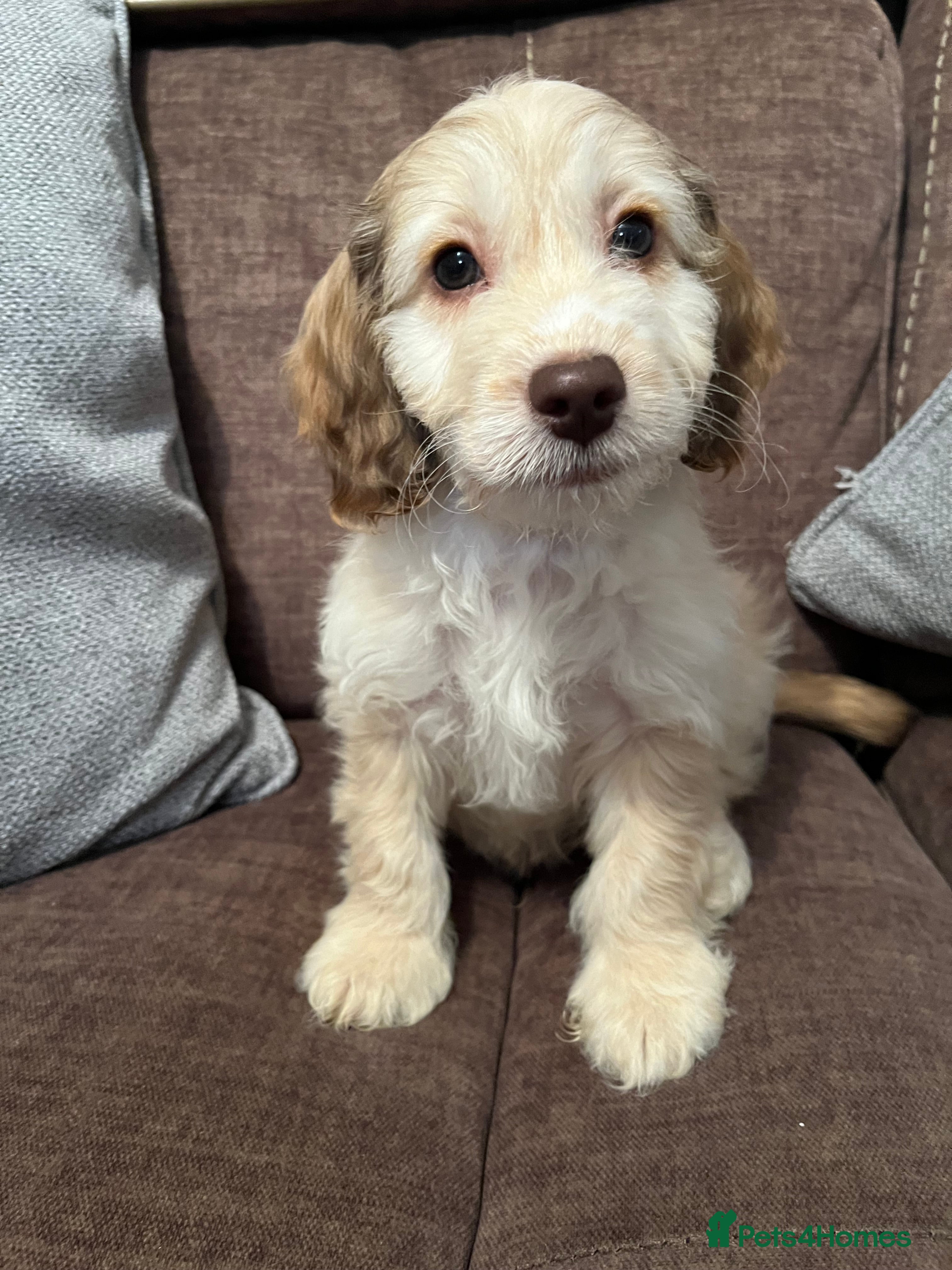 Cockapoo dogs 💕BEAUTIFUL💕 F1 Cockapoo Pups  - Advert 6