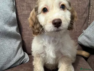 Cockapoo dogs 💕BEAUTIFUL💕 F1 Cockapoo Pups - Advert 6