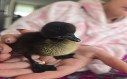 Ducks poultry for sale: Purebred Show Quality Caygua Ducklings  - Image 2