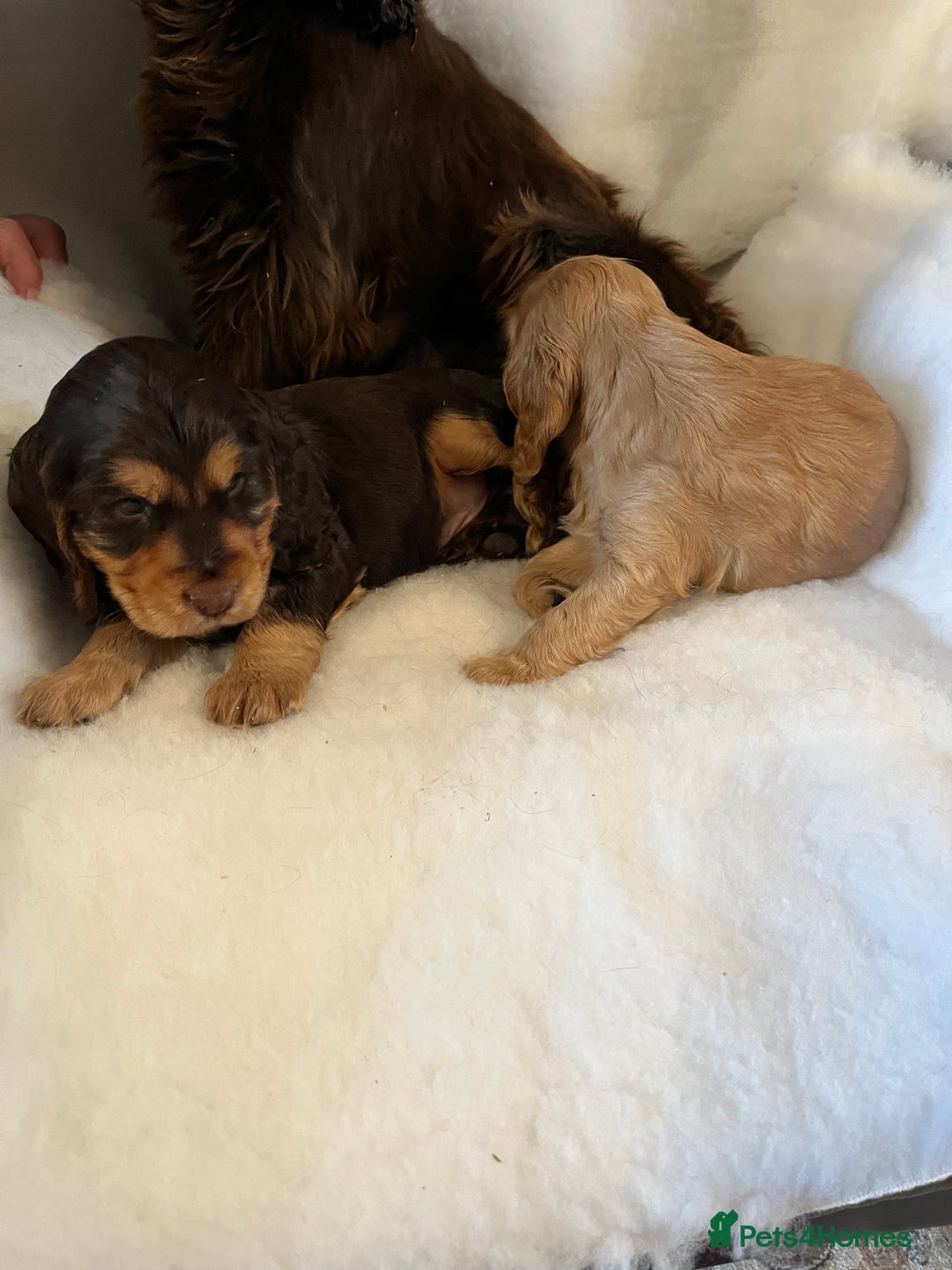 Cocker Spaniel dogs for sale: Health tested KC reg show type cockers - Advert 6