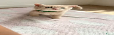 British Shorthair 3