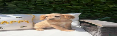Cockapoo Puppy 4 