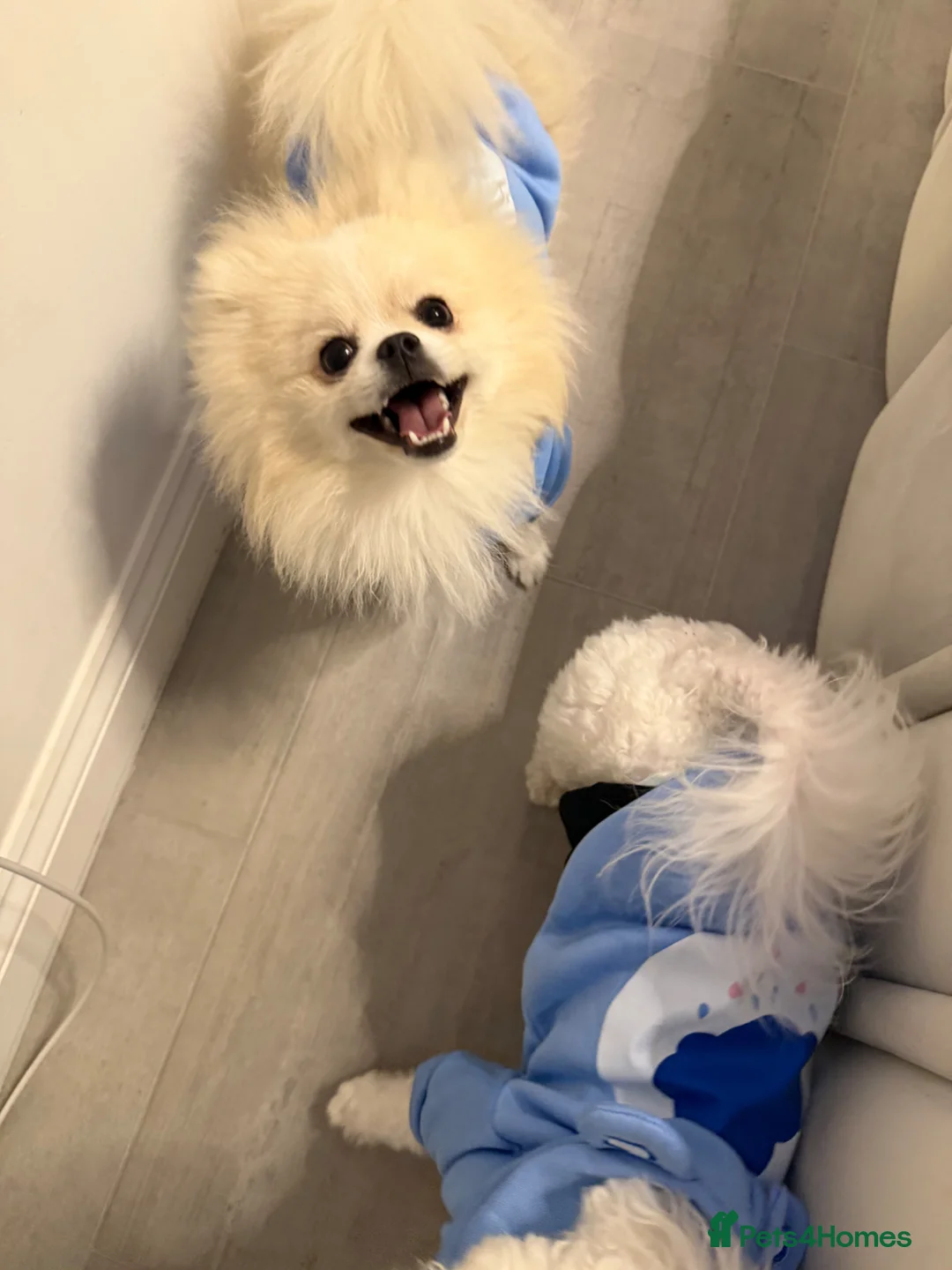 Pomeranian dogs for sale: Pomeranian in Glasgow - Advert 2