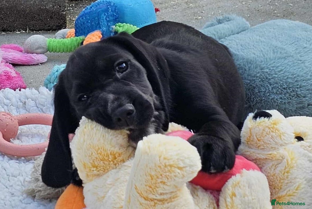 Bocker dogs for sale: Beautiful Bocker Boys - Ready Now - Image 26