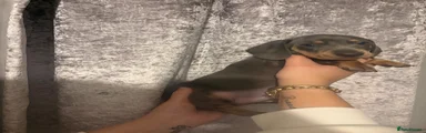 Dachshund 2