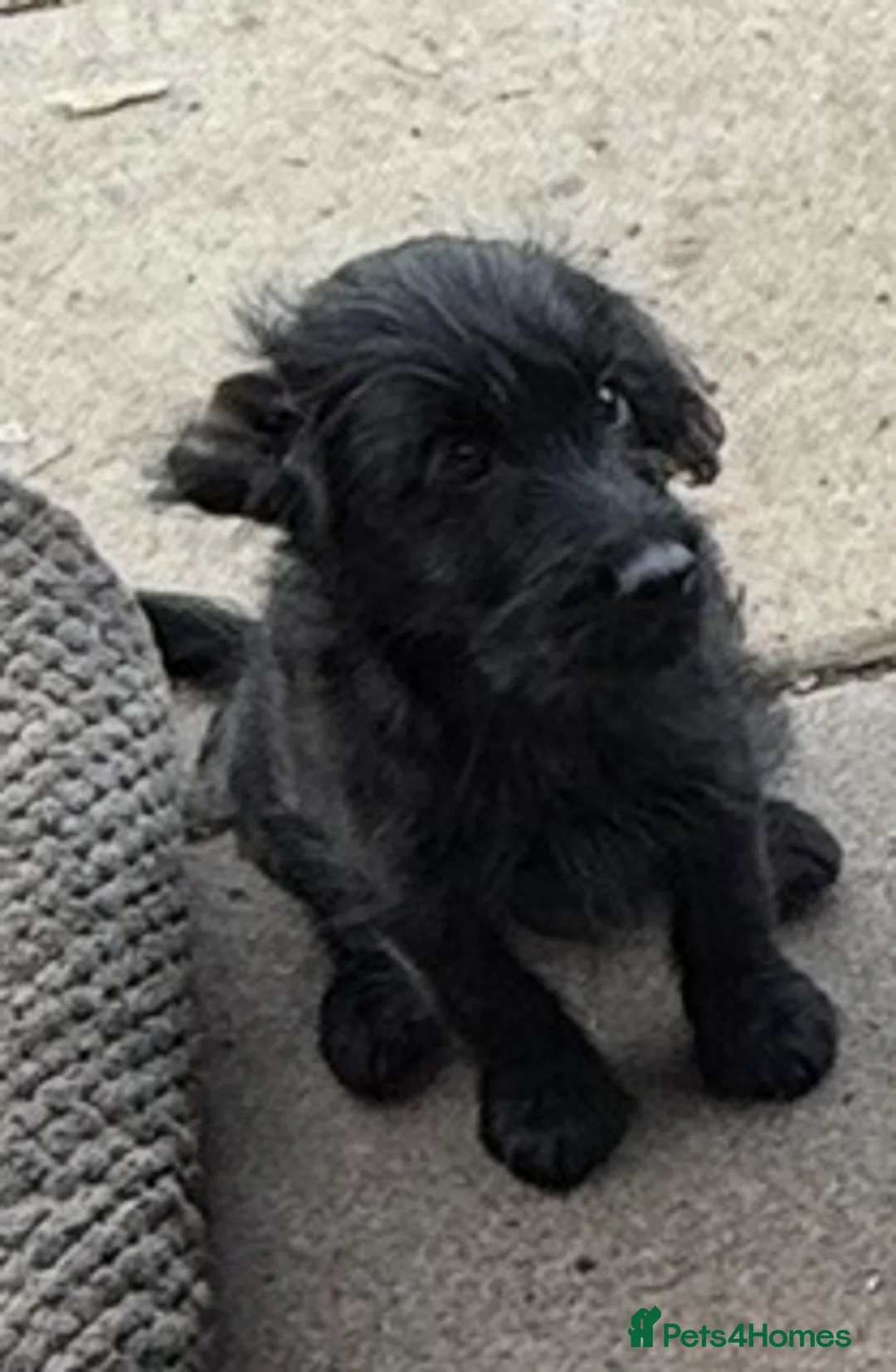 Mixed Breed dogs for sale: Beautiful Crossbreed Puppies Ready For New Home - Advert 2