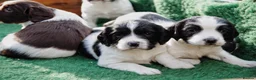English Springer Spaniel dogs for sale: Working Springer Spaniel Puppies  - Advert 26