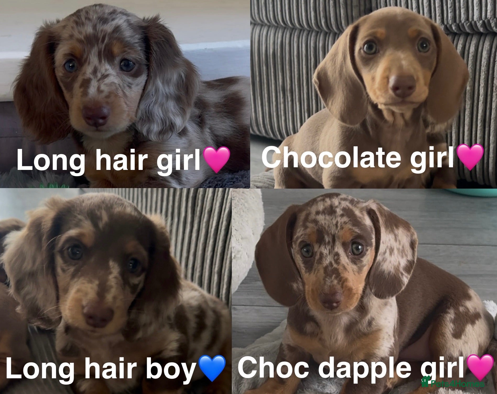Miniature Dachshund dogs KC registered Mini dachshund pups 1 long 2 smooth  - Advert 12