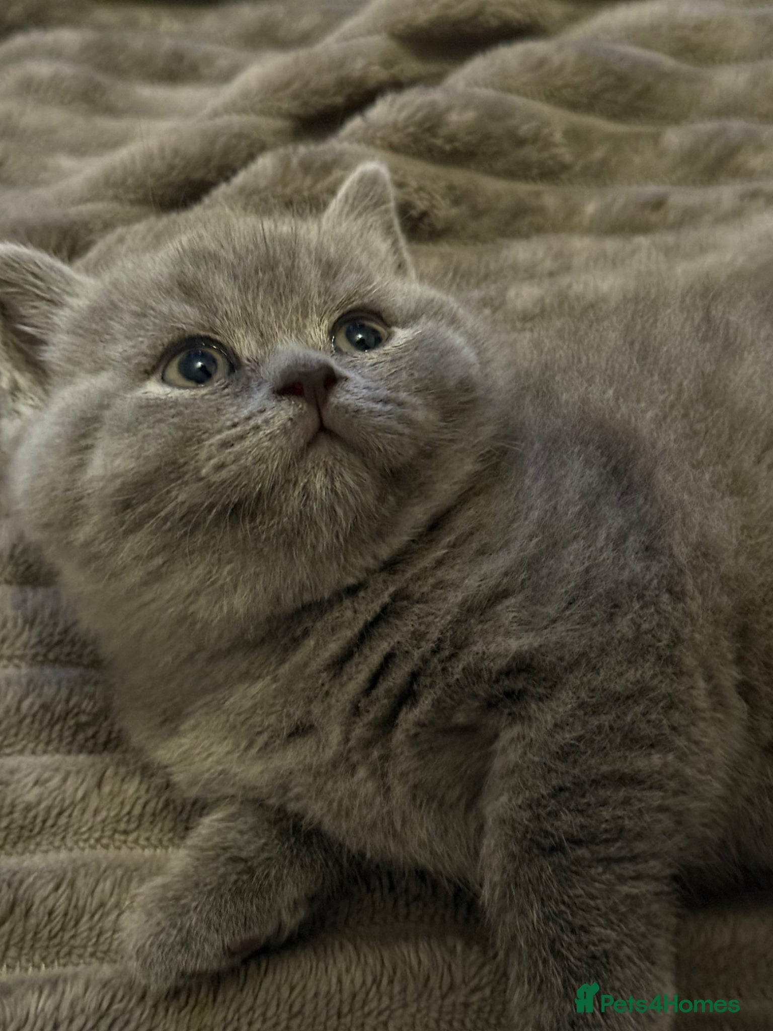 British Shorthair cats Gorgeous kittens  - Advert 13
