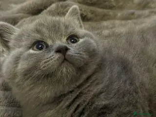 British Shorthair cats Gorgeous kittens - Advert 6