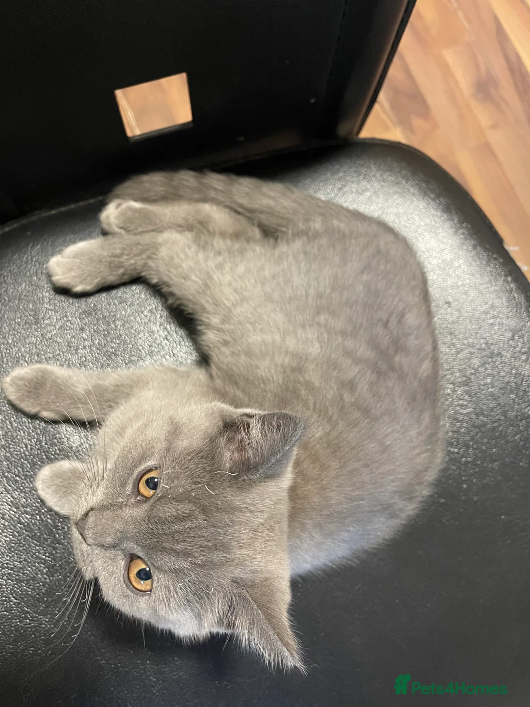 British Shorthair cats for sale: British Shorthair Mother&Kitten (must go together) - Advert 2