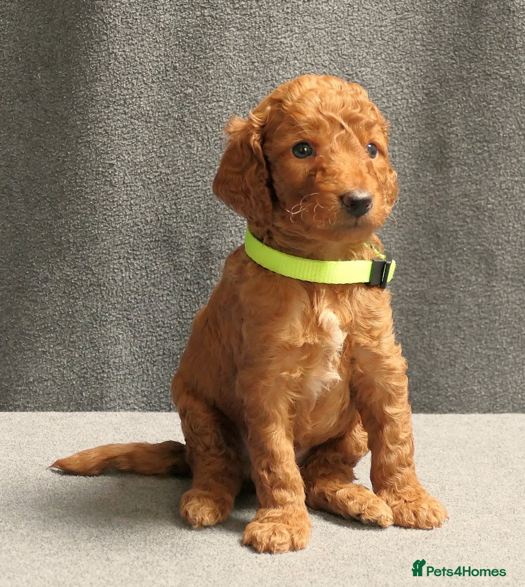 Mixed Breed dogs for sale: FULLY HEALTH TESTED FOX RED MINIATURE COCKAPOOS  - Image 28