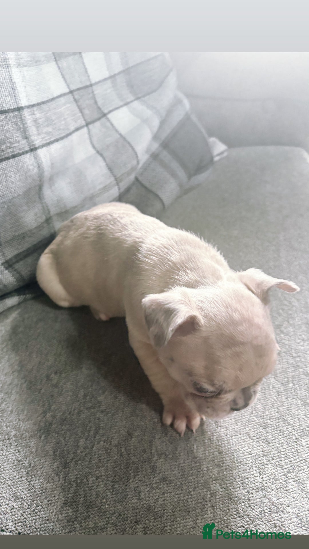 French Bulldog dogs for sale: French bulldog  - Image 8