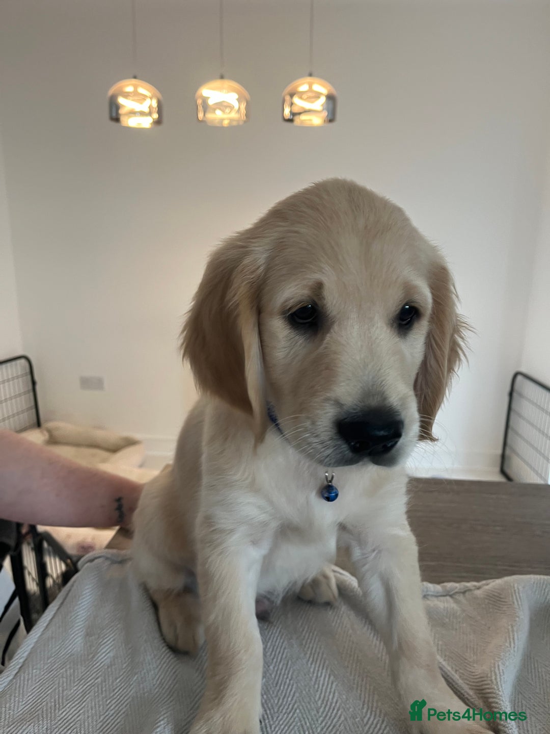 Golden Retriever dogs for sale: Golden retriever  - Advert 16